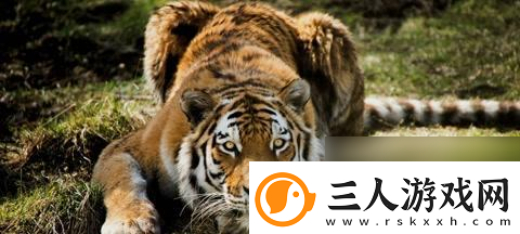 探秘丛林大作战兔子图鉴