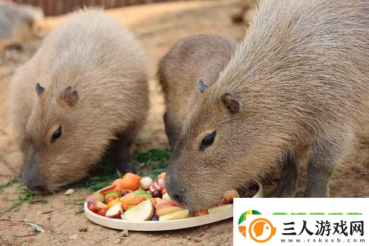 腹黑师兄的日常肉食动物不食草