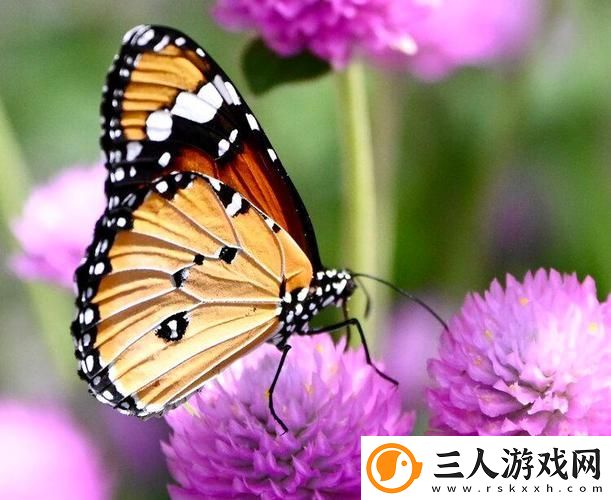 花蝴蝶免费看片大全稳居榜首