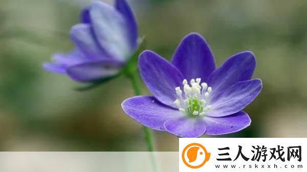 花卉防御