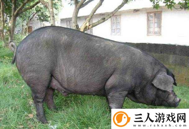 人马畜禽CORPORATION猪养殖行业所面对的课题当前猪养殖的挑战与机遇及发展策略探讨