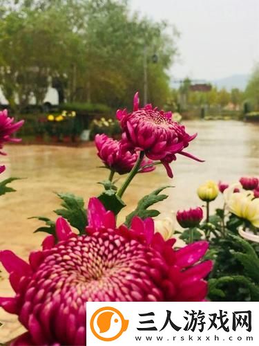在“母亲的桃花源菊花”中感悟生活的温暖