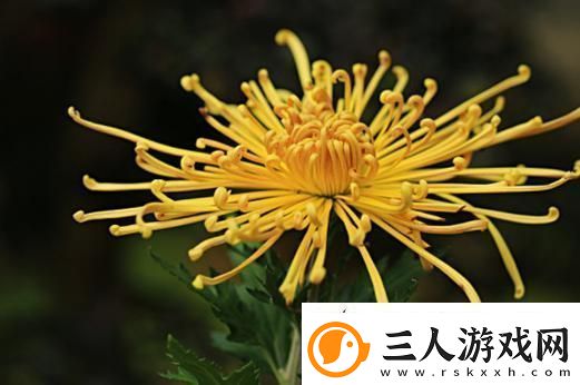 国产做受与进口竹菊
