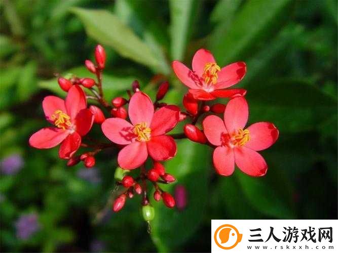 花灵手游深度解析