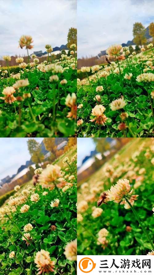 丰富多彩的野花社区视频www