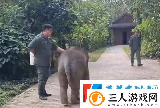 受伤小象被救后胖了200公斤