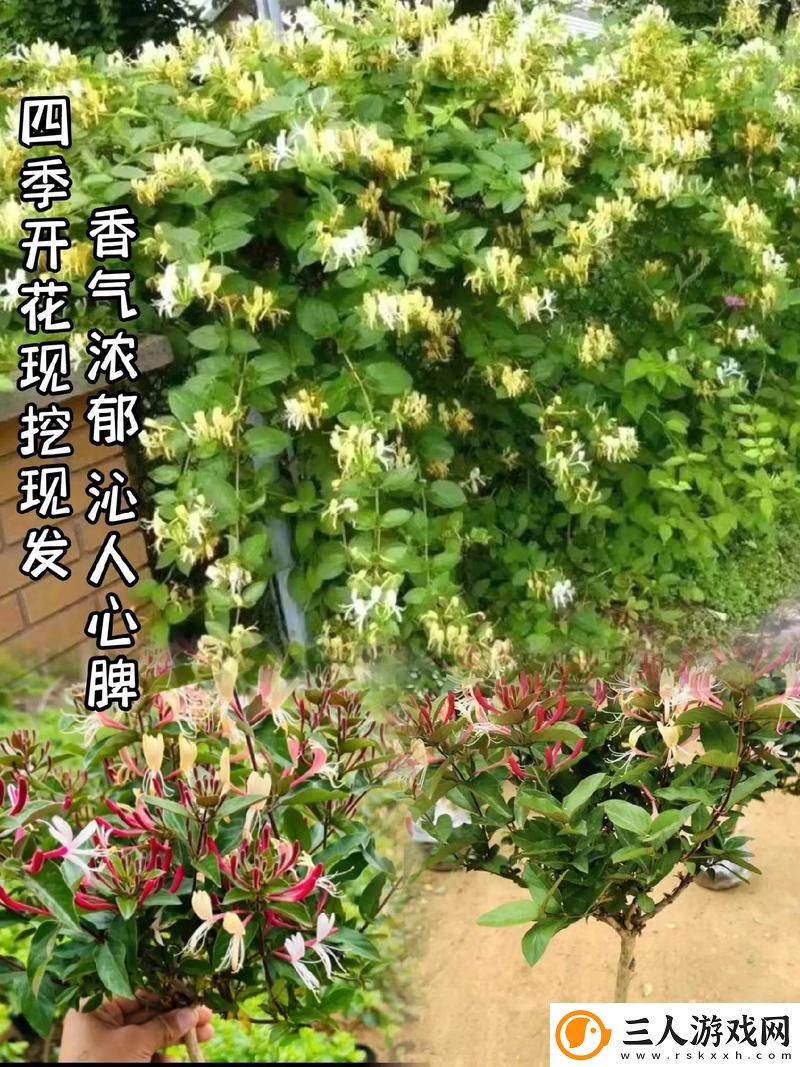 大佬们1v3金银花
