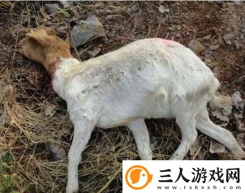 “人日羊会”神秘病来袭