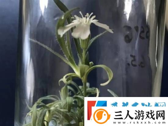 科学家复活了3万年前的种子