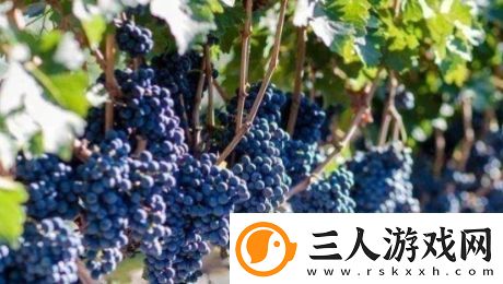 送去新疆数葡萄干是什么梗络用语送去新疆数葡萄干梗意思及出处分享