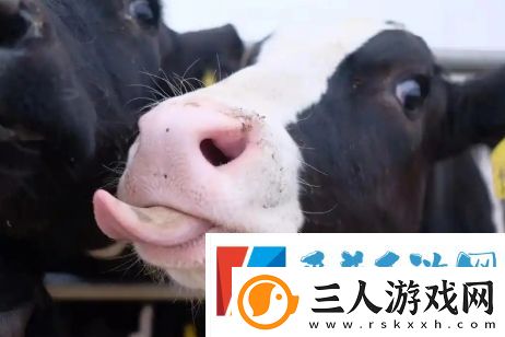 牛校出牛子是什么梗网络用语