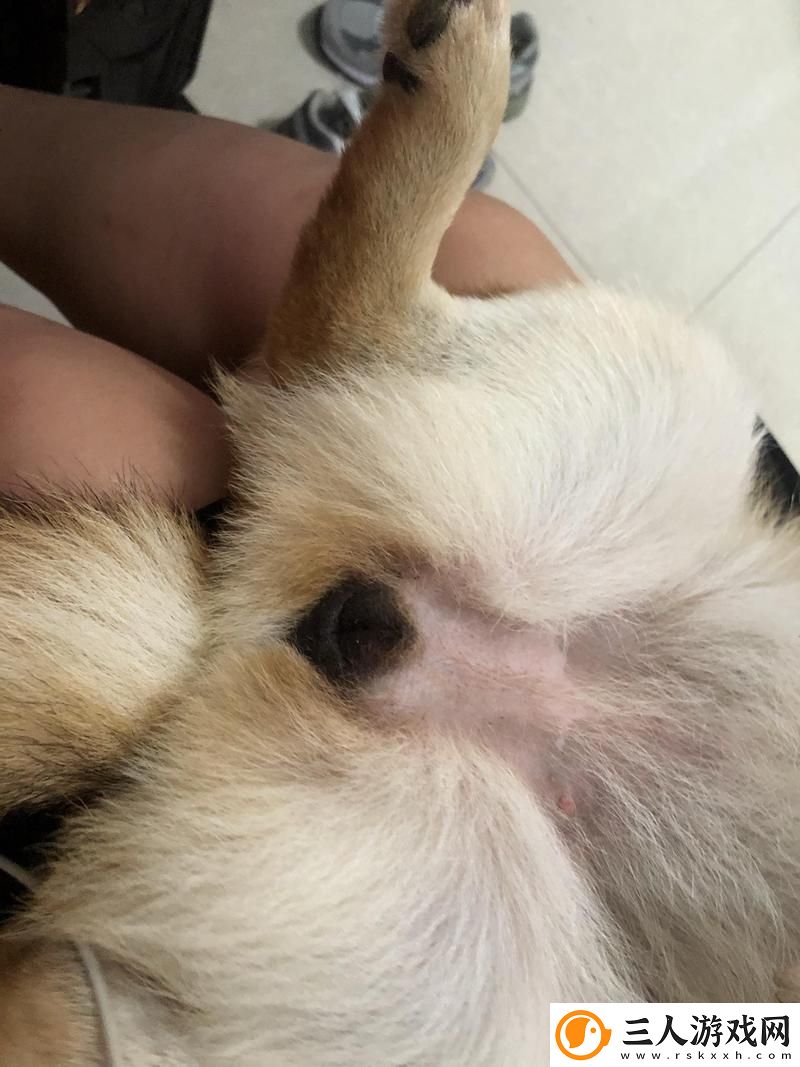 探讨狗狗舔**会感染HPV吗的真相