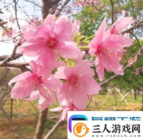费大性放冫个熟产费2观樱来网友