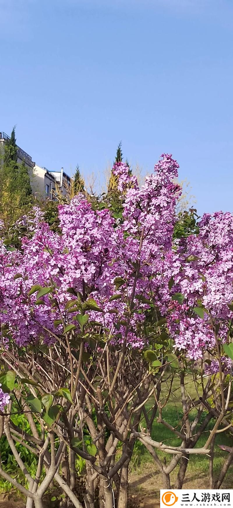 丁香花免费高清完整在线观看最新动态
