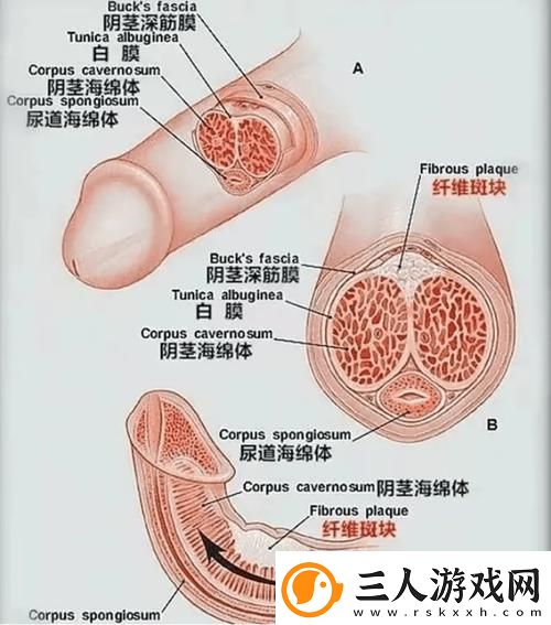勃起无删减版揭秘