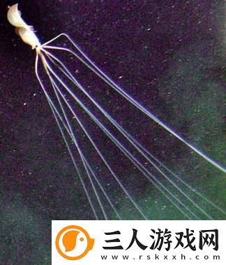 鱿鱼B25777直接进入
