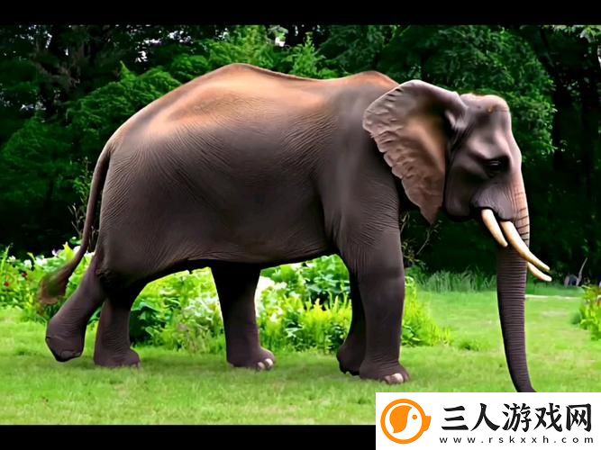 成品视频CRM大象视频