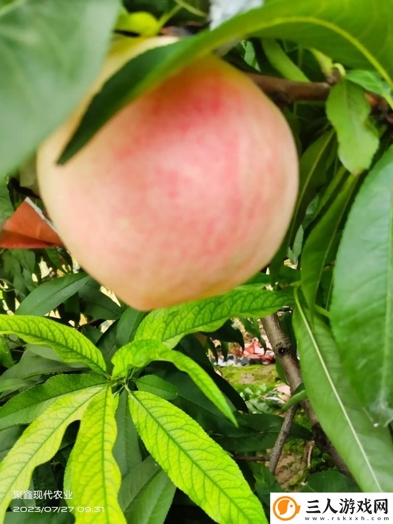 巨无霸水蜜桃4399