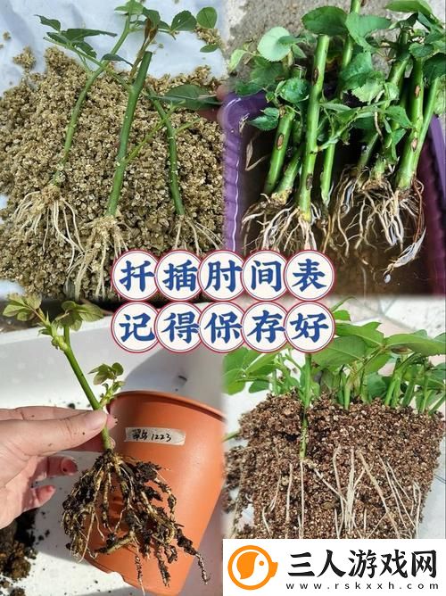 在床上的72种扦插方法