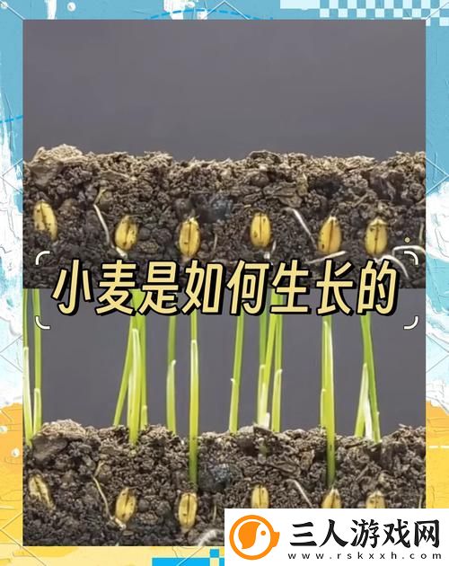 麦子的秘密2在线观看